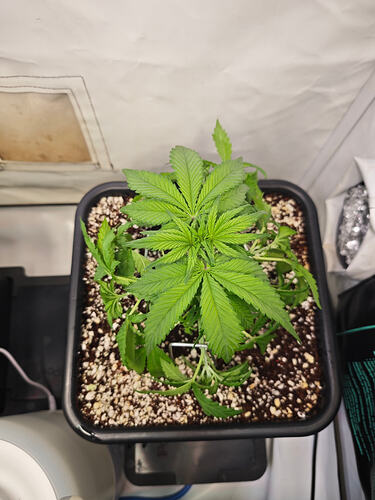 Growreport Bild 4