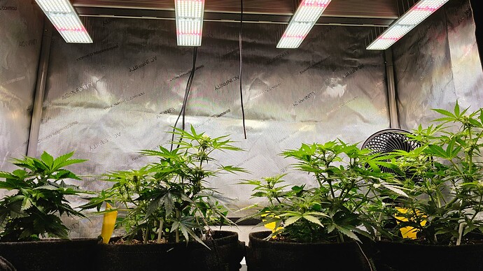 Growreport Bild 37