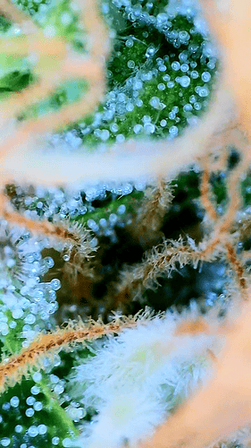 Growreport Bild 11