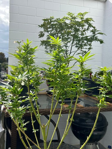 Growreport Bild 9