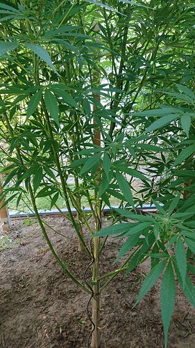 Growreport Bild 2