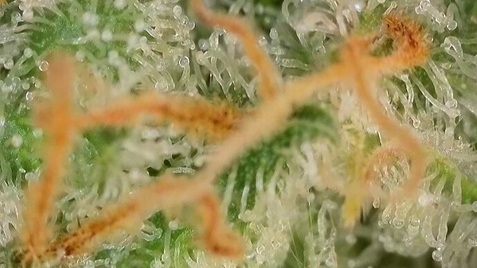 Growreport Bild 45