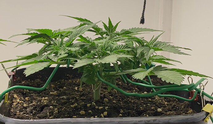 Growreport Bild 4