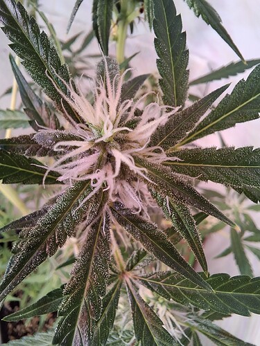 Growreport Bild 204