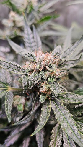 Growreport Bild 7