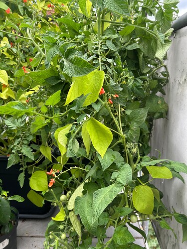 Growreport Bild 52