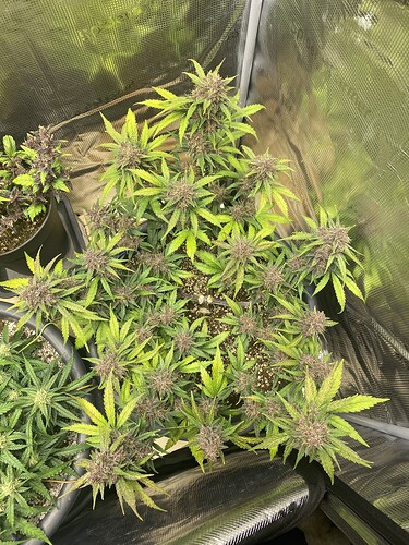Growreport Bild 22