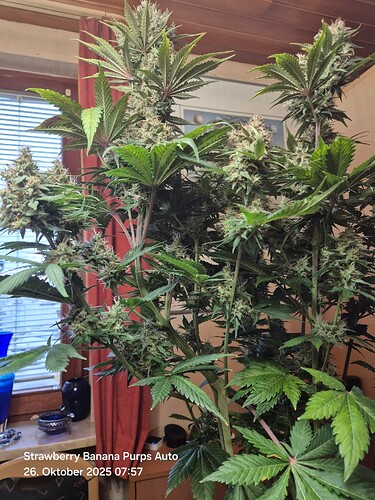 Growreport Bild 18