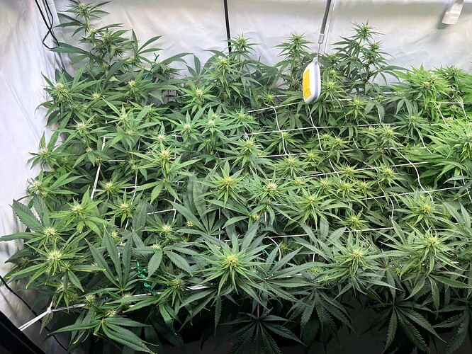 Growreport Bild 5
