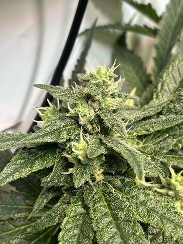 Growreport Bild 17