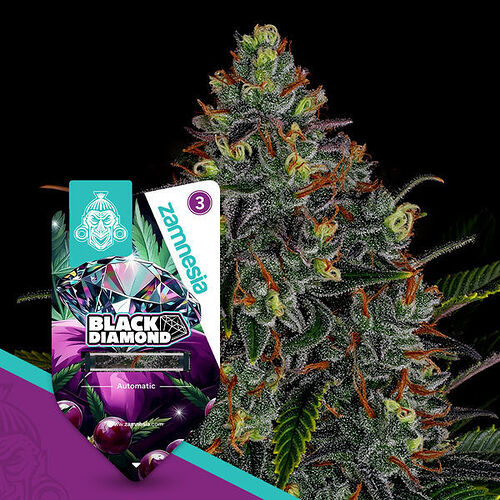 zamnesia-seeds-black-diamond-automatic