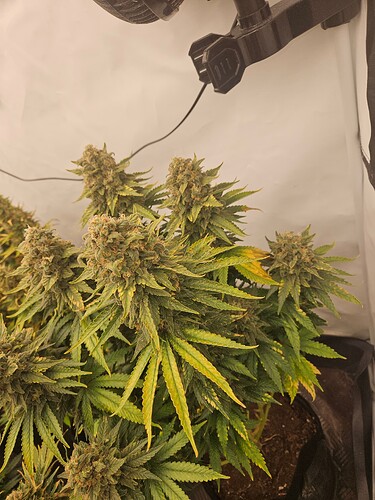 Growreport Bild 5