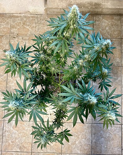 Growreport Bild 7