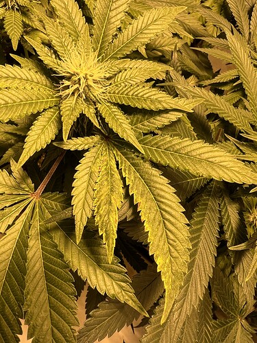 Growreport Bild 4