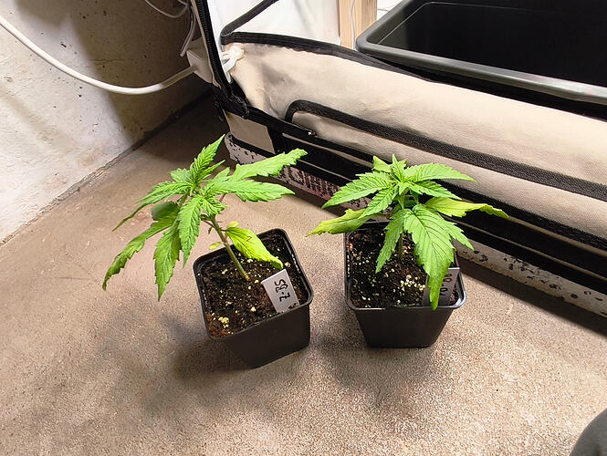 Growreport Bild 3