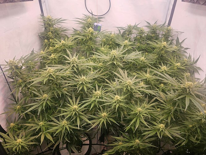 Growreport Bild 6