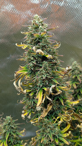 Growreport Bild 3