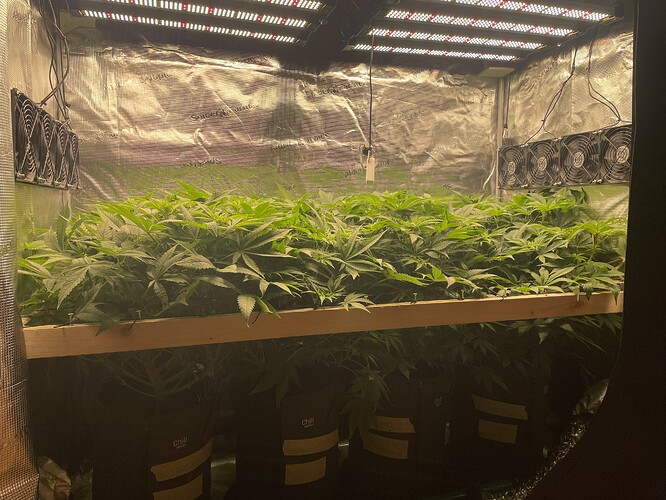 Eine Growbox mit vielen jungen Cannabispflanzen, die unter LED-Lampen wachsen. Mehrere Ventilatoren sind an der Decke und an den Seiten der Box montiert.
