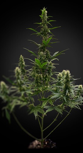Growreport Bild 8