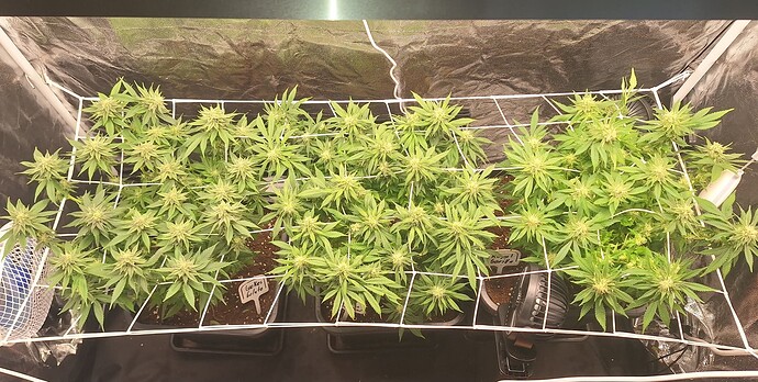 Growreport Bild 7