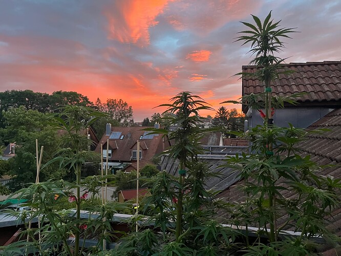 Growreport Bild 1