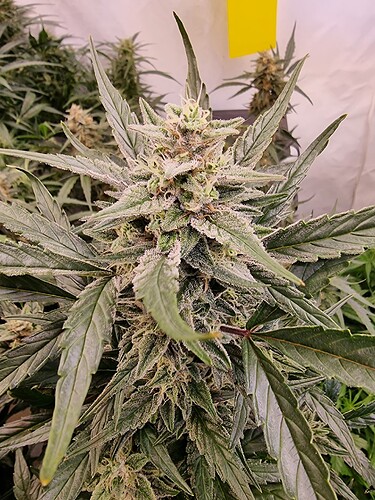 Growreport Bild 10