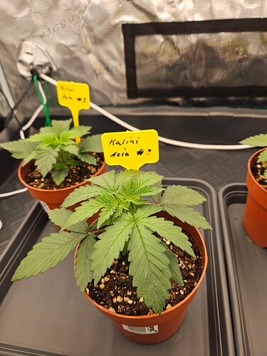 Growreport Bild 41