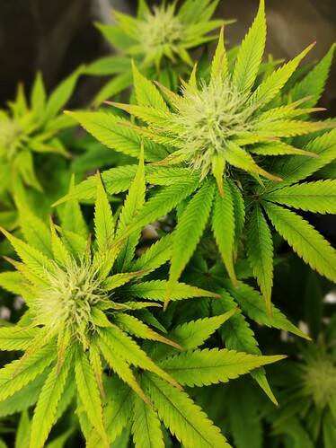 Growreport Bild 7
