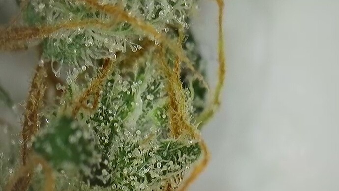 Growreport Bild 4