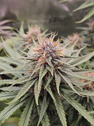 Growreport Bild 18