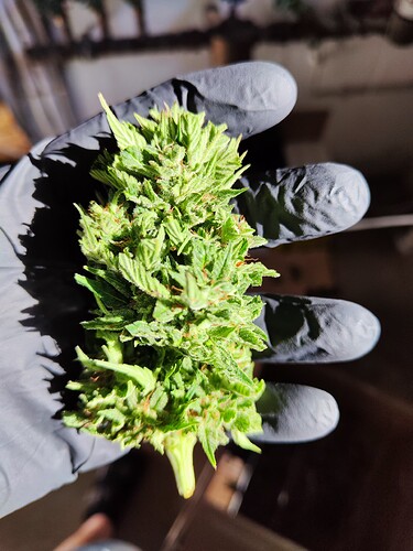 Growreport Bild 5