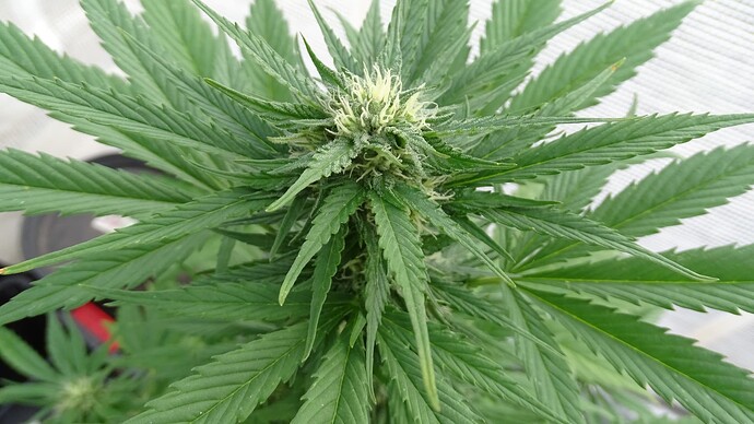 Growreport Bild 3