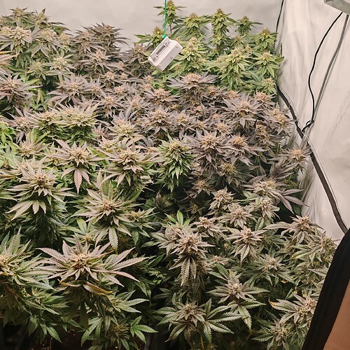 Growreport Bild 9