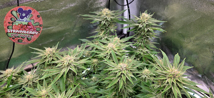 Growreport Bild 12