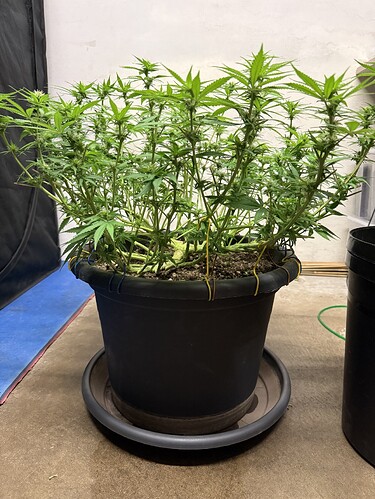 Growreport Bild 5