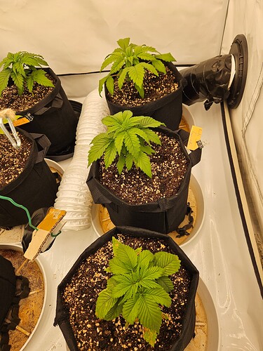 Growreport Bild 28