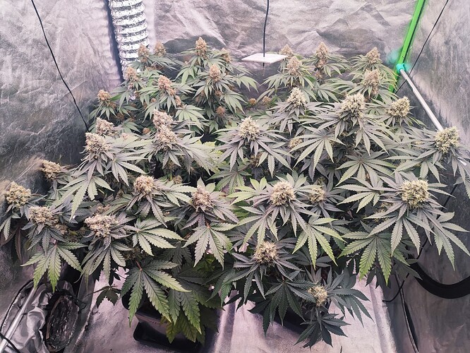 Growreport Bild 1