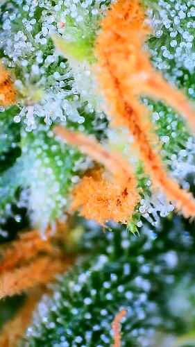 Nahaufnahme von Cannabis-Trichomen und Blütenstempeln (Pistillen) an einer Pflanze.