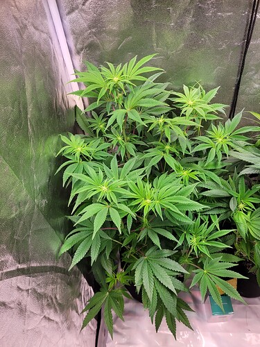 Growreport Bild 15