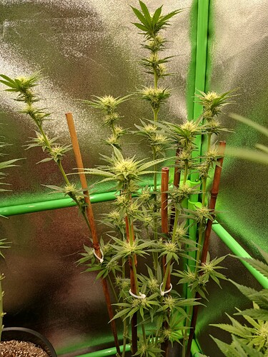 Growreport Bild 6