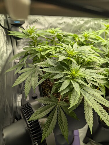 Growreport Bild 4