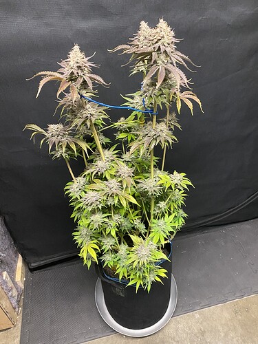Growreport Bild 13