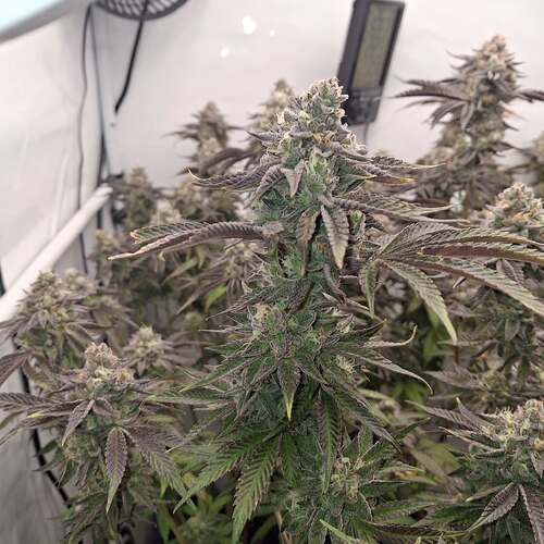 Growreport Bild 6