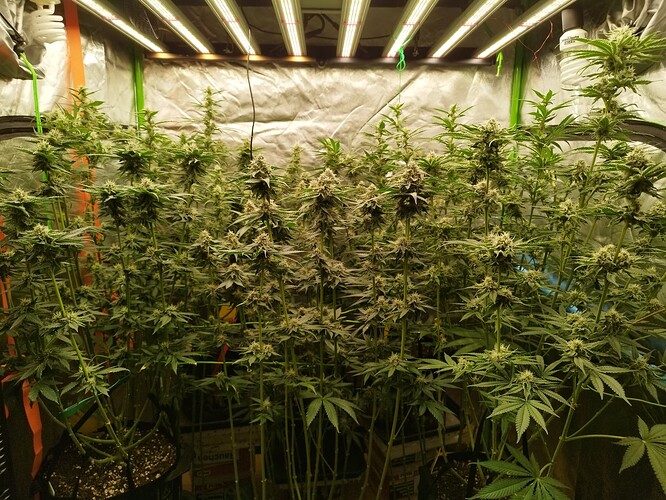 Mehrere blühende Cannabispflanzen unter LED-Wachstumslichtern in einer Growbox.