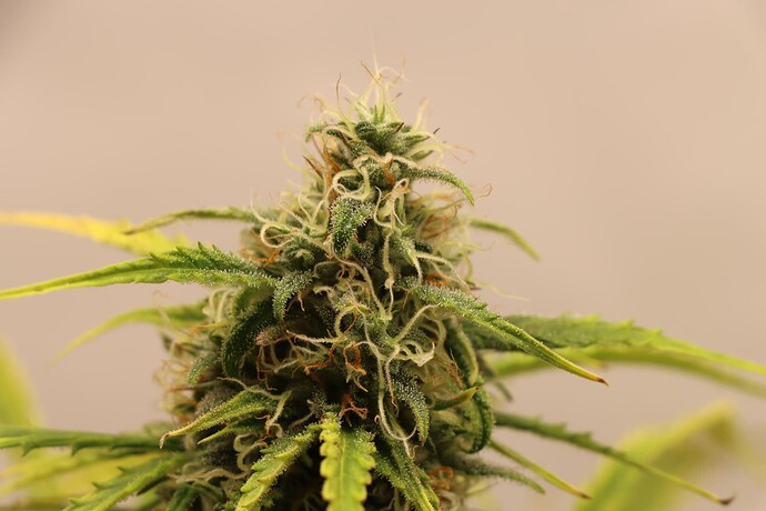 Growreport Bild 10