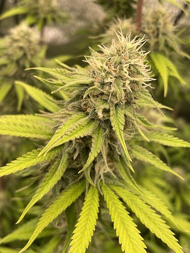 Growreport Bild 6