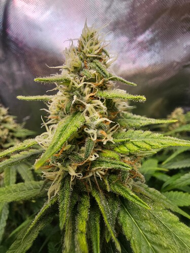 Growreport Bild 8