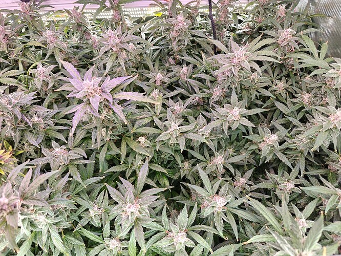 Growreport Bild 3