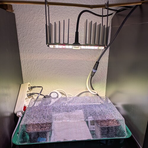 Ein kleines Anzucht-Setup mit zwei Töpfen in einem Gewächshaus unter einer LED-Lampe.