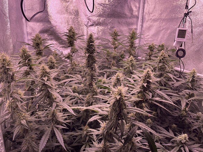 Growreport Bild 4